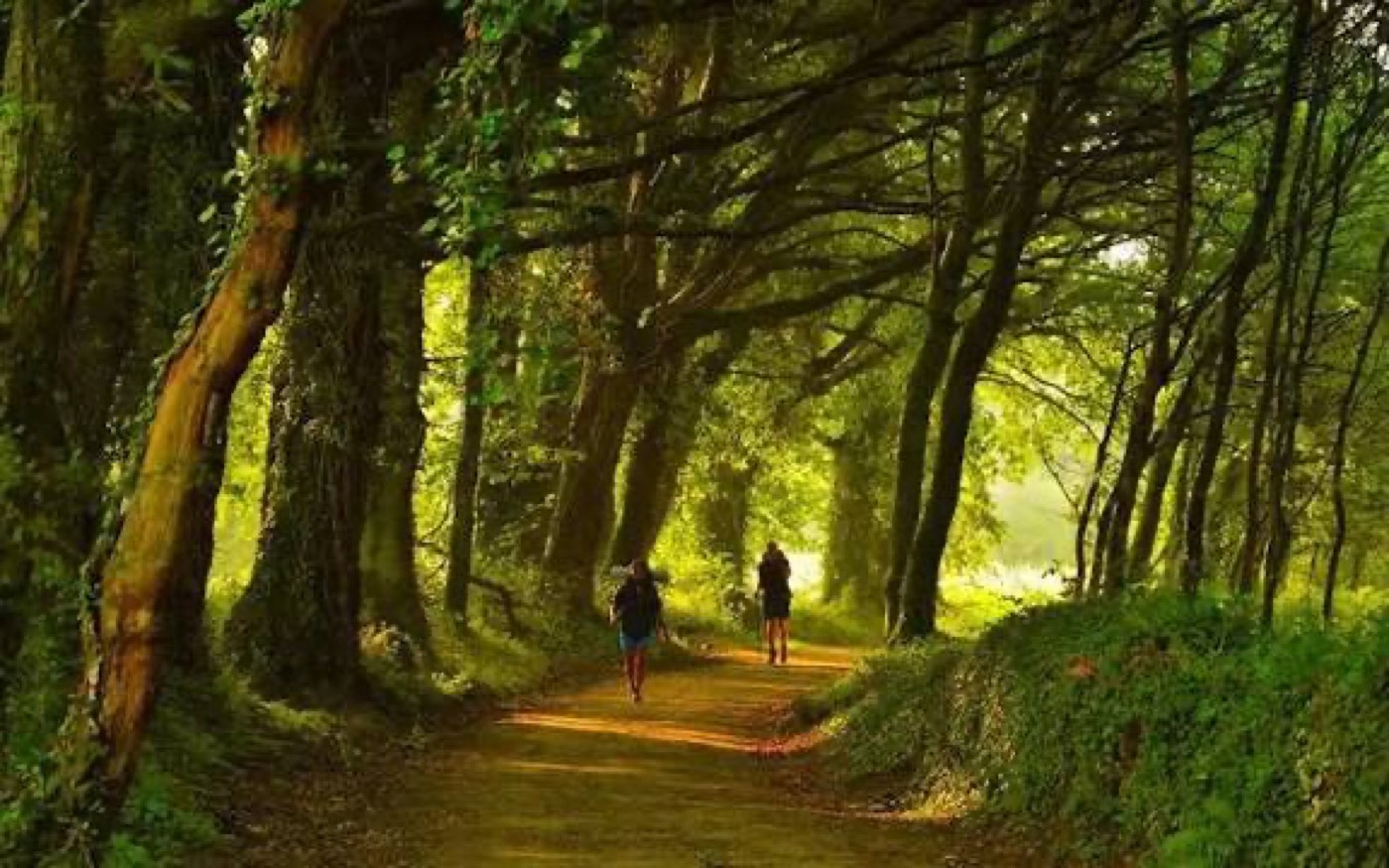 Peregrinos atravesando un bosque en la Variante Espiritual
